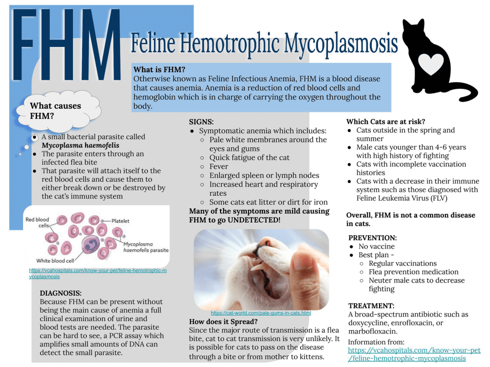 Mycoplasmosis in cats: symptoms, treatment and prevention