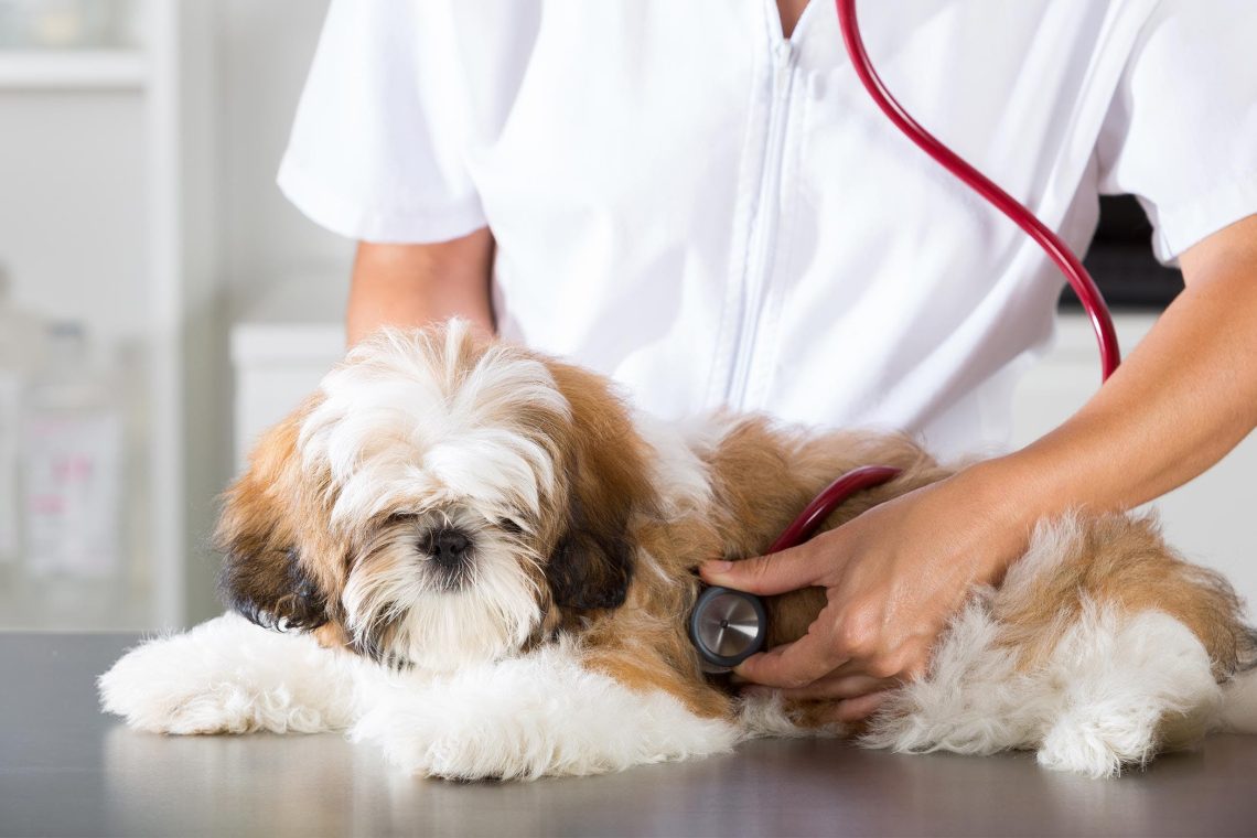 Mycoplasmosis in dogs: symptoms and treatment
