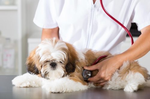 Mycoplasmosis in dogs: symptoms and treatment