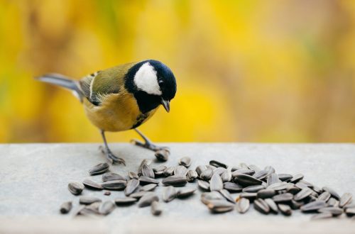Myths and misconceptions about feeding birds