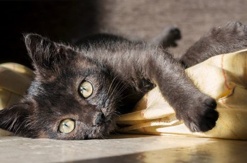 Nimi mustale kassile: vali, ära karda