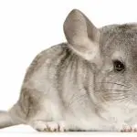 Names for chinchilla boys: how to choose a baby name and popular pet nicknames