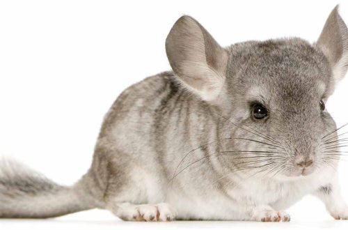 Names for chinchillas girls and boys: how to name a rodent, choice of nickname