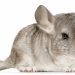 Chinchilla or guinea pig: who is better, whom to have for a child