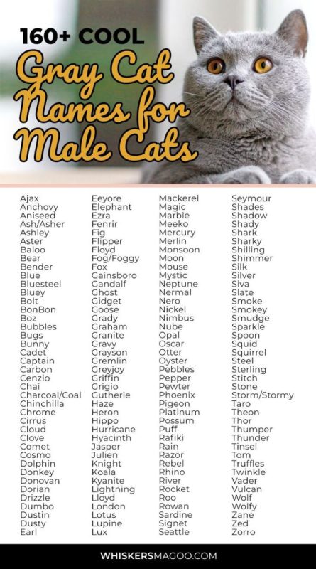 Names for gray kittens