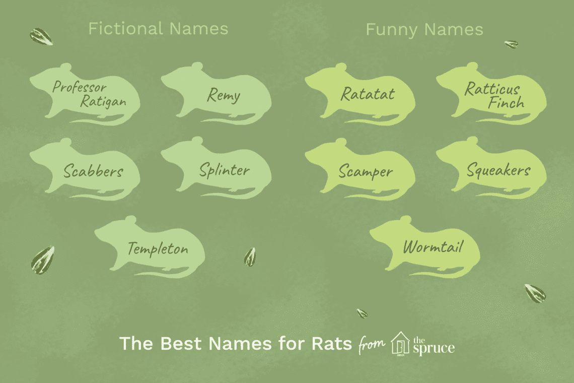 Names for rats girls and boys: how to name a rodent (help in choosing a nickname)