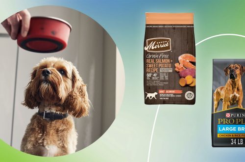 Natural nutrition or specialized dog food