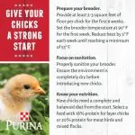 Necessary conditions for rearing and keeping laying hens