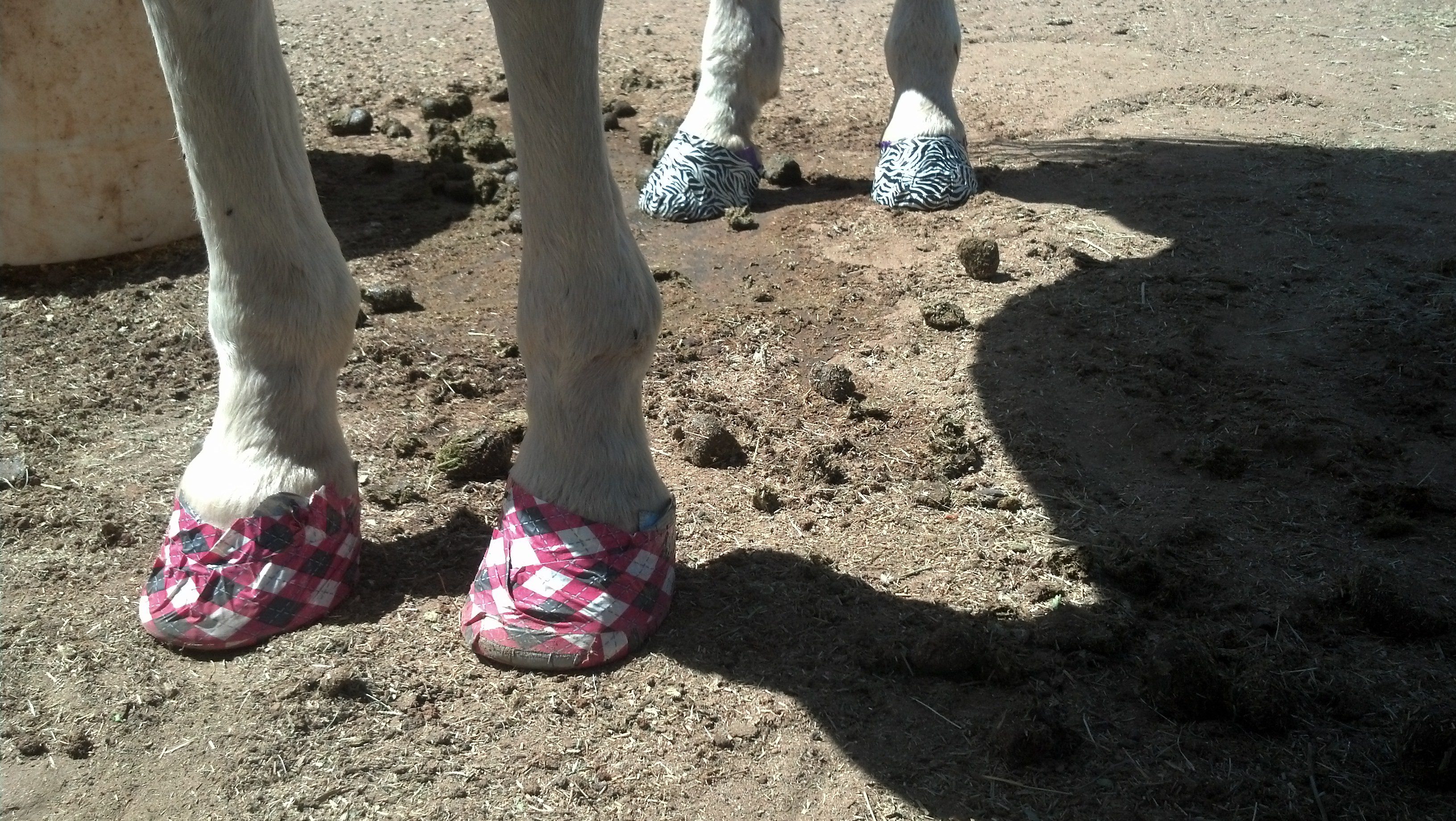 Need to cool the hooves &#8211; how?