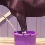 Need to cool the hooves – how?