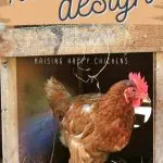 Nests and perches for laying hens: their dimensions and how to make them correctly