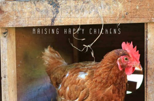 Nests and perches for laying hens: their dimensions and how to make them correctly