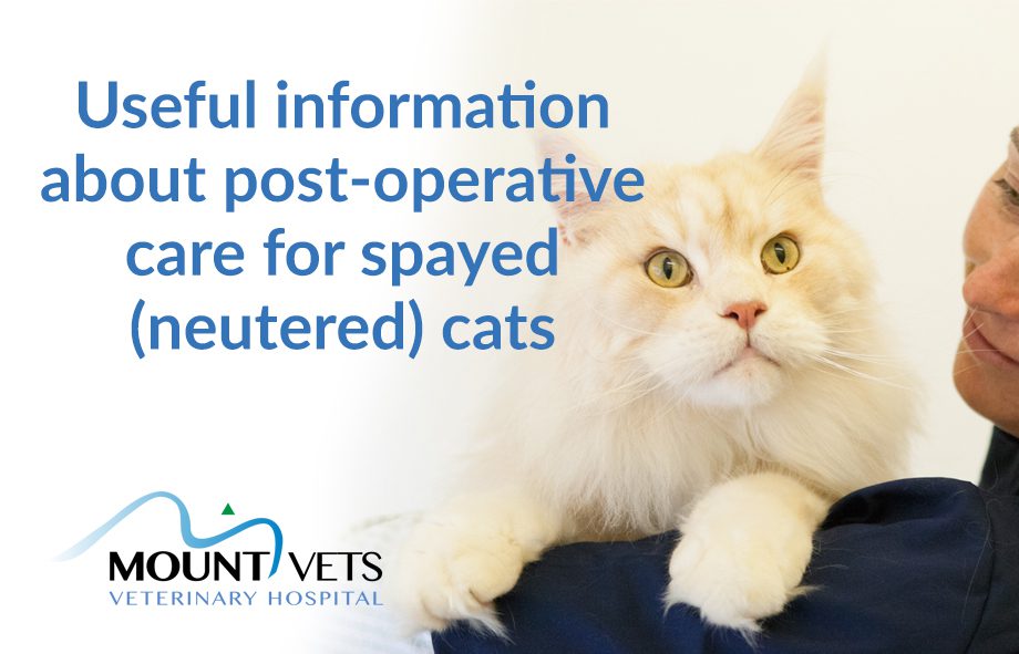 Neutering a cat: reasons for surgery, how to care for a pet and nutrition in the postoperative period
