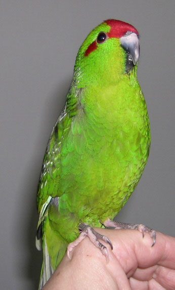 New Zealand kakariki: description, care, breeding and building an aviary for them