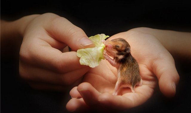 Newborn hamsters: how to properly care for and care for babies, growth and development