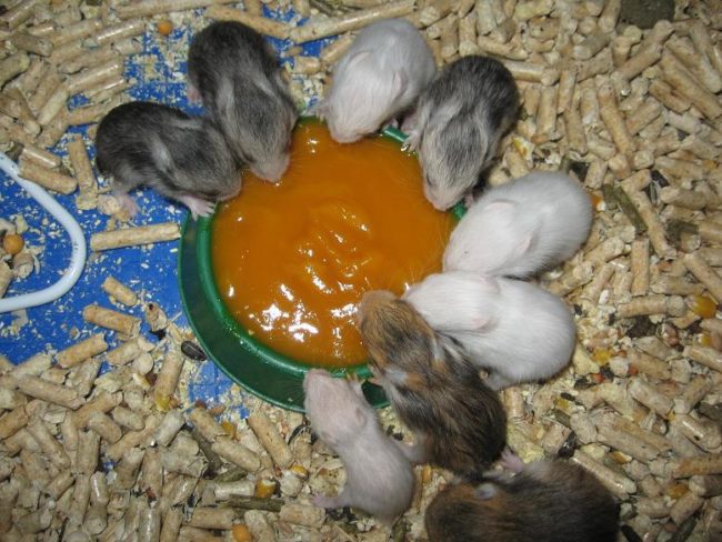 Newborn hamsters: how to properly care for and care for babies, growth and development