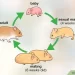 How hamsters give birth, what to do during and after childbirth
