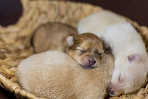 Newborn puppy care: 5 things you need to know