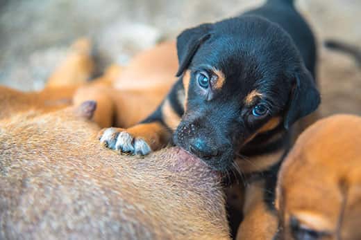 Newborn puppy care: 5 things you need to know