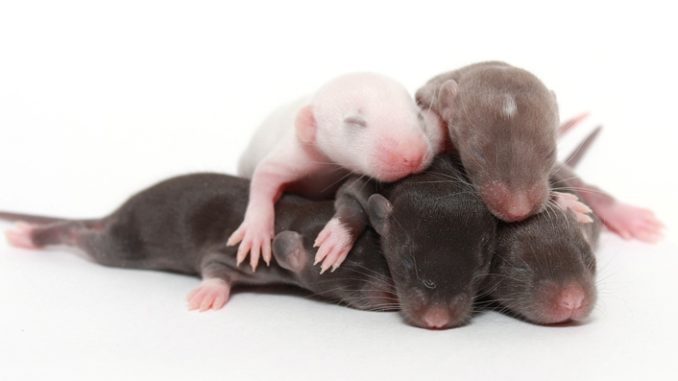 Newborn rat pups: development, care and feeding of rat pups