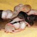 Can rats laugh? Video of laughing rat