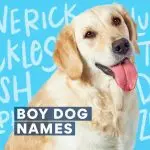 Nickname for a dog of a small breed boy: tips, rules and a top list of the most successful names
