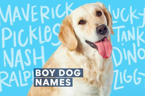 Nickname for a dog of a small breed boy: tips, rules and a top list of the most successful names