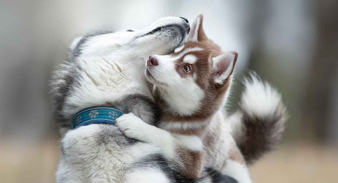 Nickname for dog huskies: features of choosing a name
