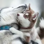 Nickname for dog huskies: features of choosing a name