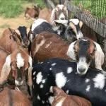 Nubian goats – the Nubian inhabitant of many farms and small farms