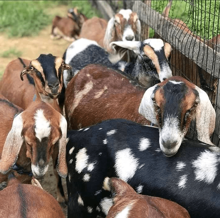Nubian goats &#8211; the Nubian inhabitant of many farms and small farms