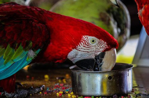 Nutraceuticals in bird feed
