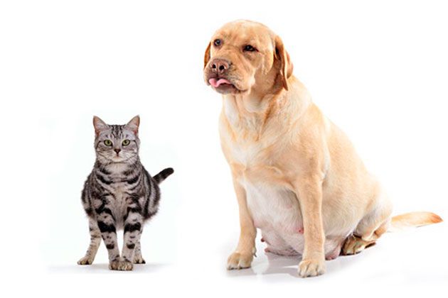 Nutrition and vitamins for pregnant and lactating dogs and cats