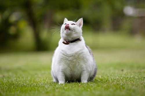 Obesity in cats: how dangerous is it?