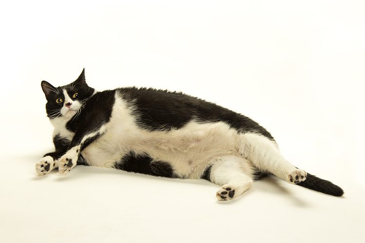 Obesity in cats: symptoms