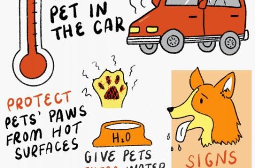 Officials take care of pets in the heat