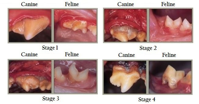 Oral diseases in dogs and cats