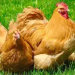 Orpington chicken breed: year of origin, color variety and care features