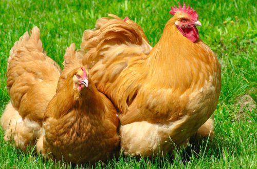 Orpingtoni kanatõug: päritoluaasta, värvivalik ja hooldusomadused