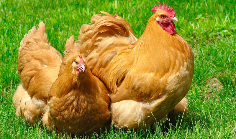 Orpingtoni kanatõug: päritoluaasta, värvivalik ja hooldusomadused
