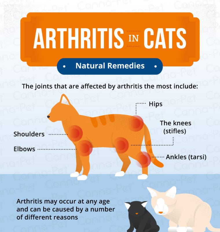 Osteoarthritis in cats: diagnosis and treatment