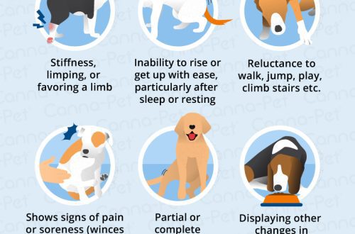 Osteoarthritis in Dogs: Symptoms and Treatment