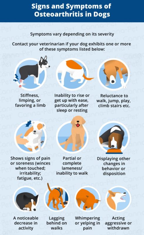 Osteoarthritis in Dogs: Symptoms and Treatment