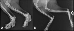 Osteochondrodysplasia of Scottish cats