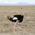 Ostrich is a flightless bird: subspecies, nutrition, lifestyle, speed and reproduction