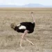 What are the features of breeding ostriches at home