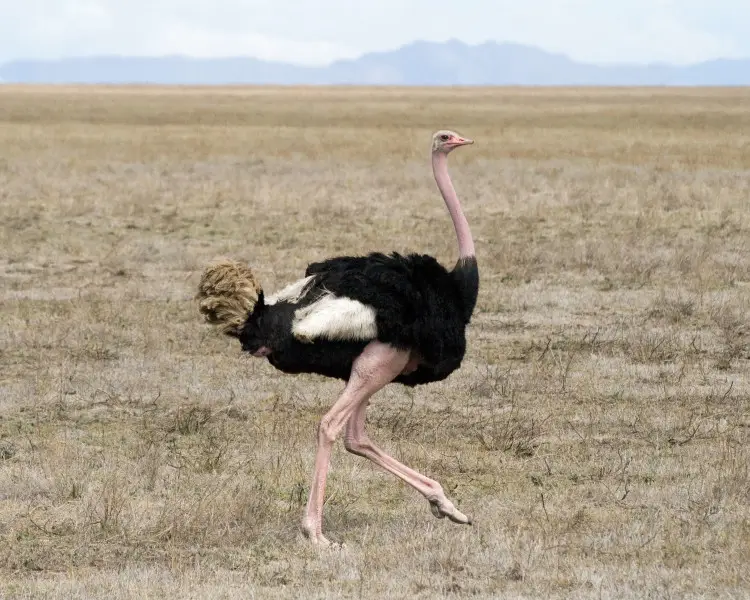 Ostrich is a flightless bird: subspecies, nutrition, lifestyle, speed and reproduction