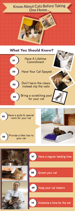 Overexposure of cats at home: what is important to know