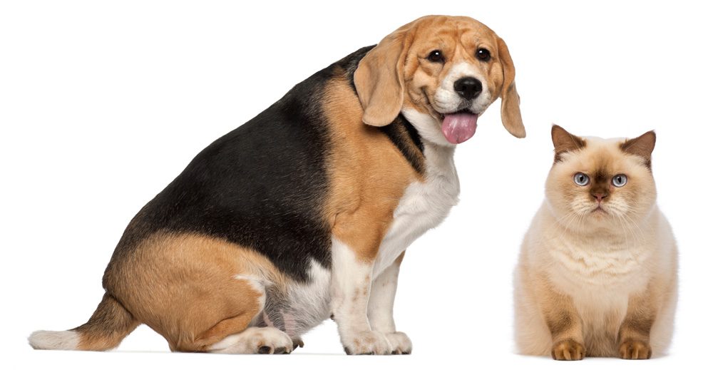 Overweight in dogs and cats