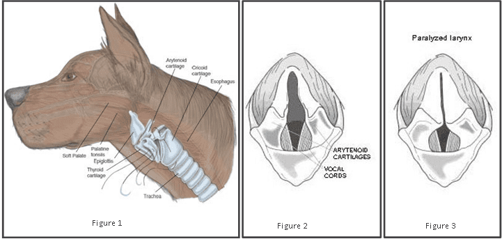 Paralysis of the larynx in dogs: symptoms, diagnosis and treatment